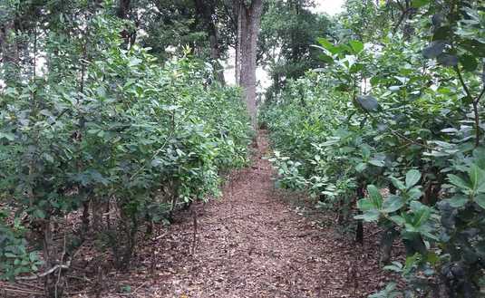 Imagen de Capacitación sobre producción de yerba mate combinada con otros árboles nativos