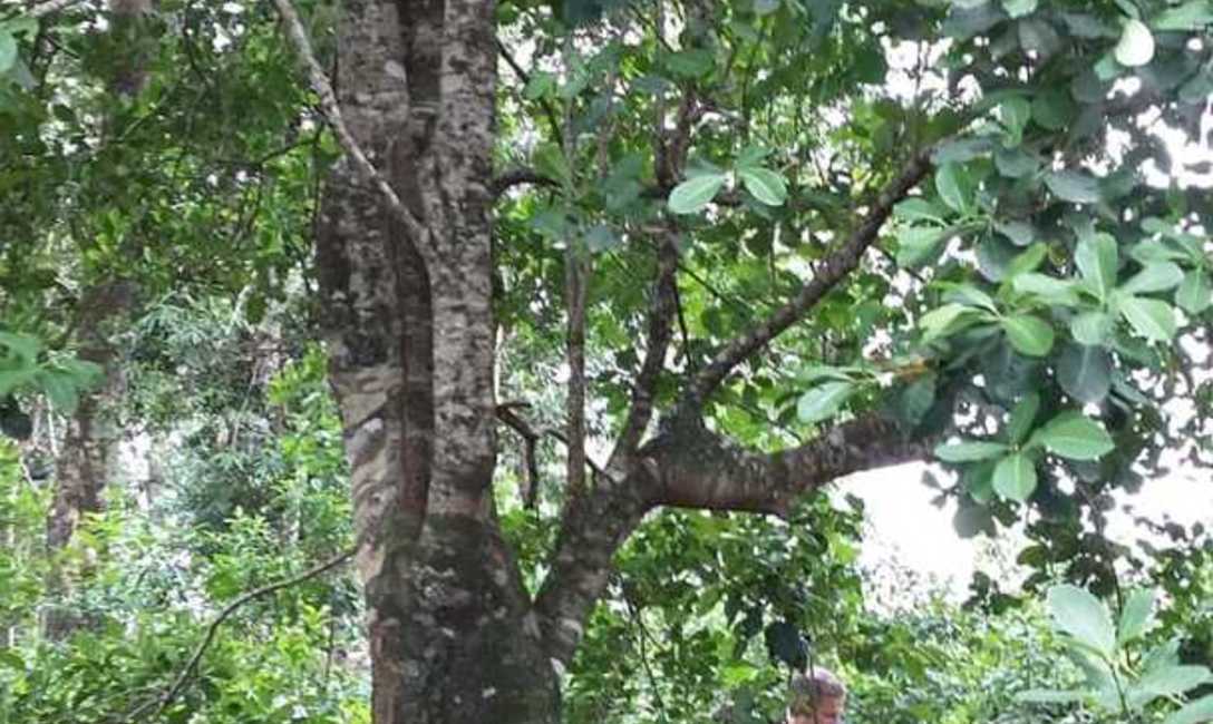 Imagen de Capacitaci&oacute;n sobre producci&oacute;n de yerba mate combinada con otros &aacute;rboles nativos