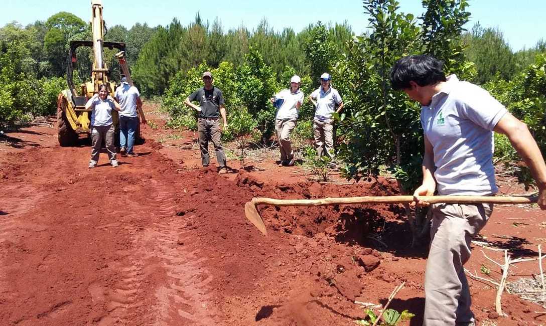 Imagen de Trabajo en los caminos para frenar la erosi&oacute;n y devolver productividad al yerbal