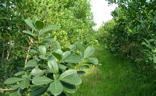 Imagen de Manejo y control de hormigas en el yerbal