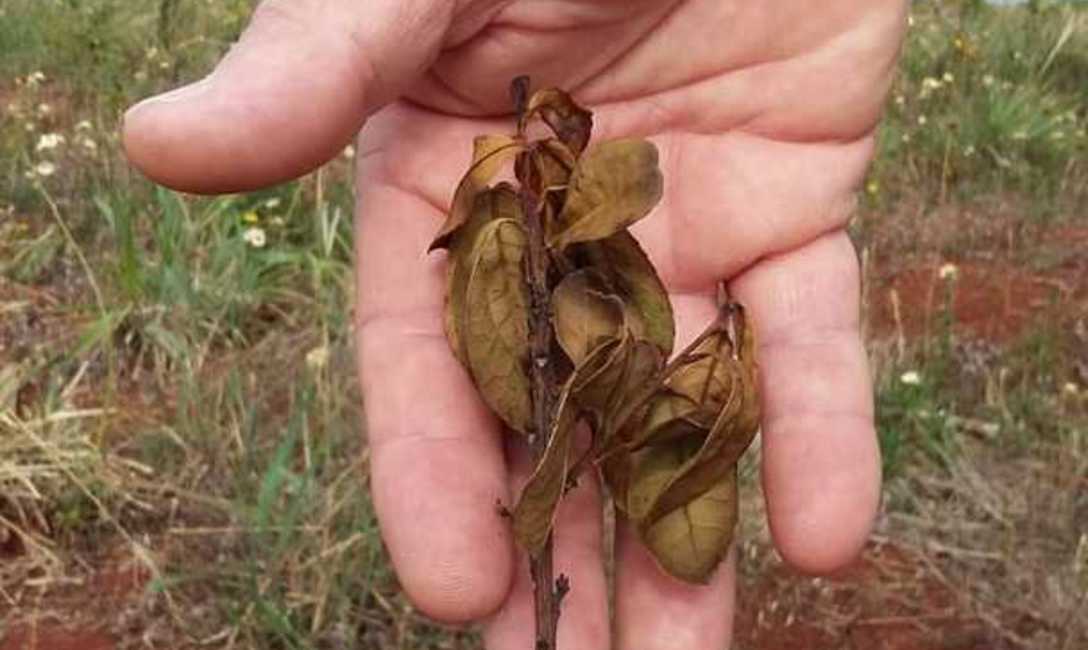 Imagen de Recomendamos evitar la cosecha para proteger las plantas de yerba mate