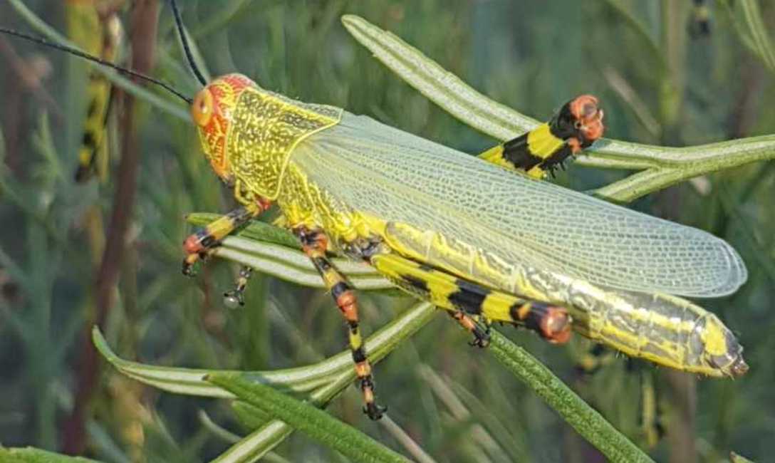 Imagen de Identifican aparición de focos de tucuras en Misiones Imagen de Identifican aparición de focos de tucuras en Misiones