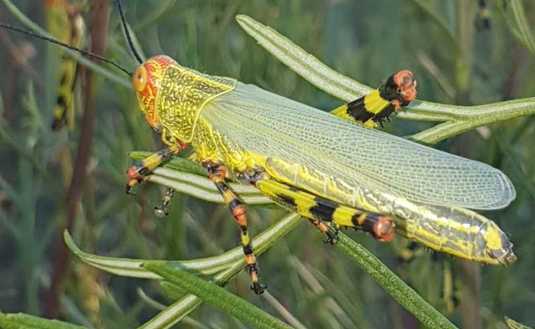 Imagen de Identifican aparición de focos de tucuras en Misiones