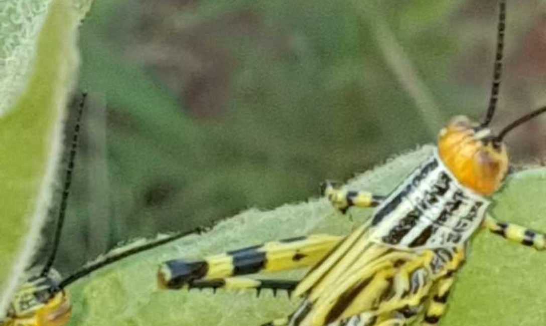 Imagen de Identifican aparición de focos de tucuras en Misiones Imagen de Identifican aparición de focos de tucuras en Misiones