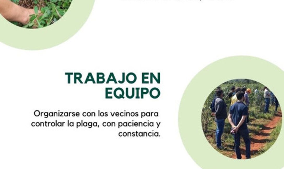 Imagen de Identifican aparición de focos de tucuras en Misiones Imagen de Identifican aparición de focos de tucuras en Misiones