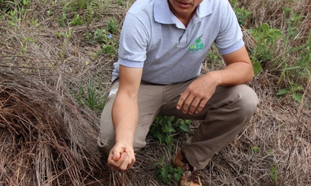 El buen manejo de la "cola de zorro" beneficia al suelo