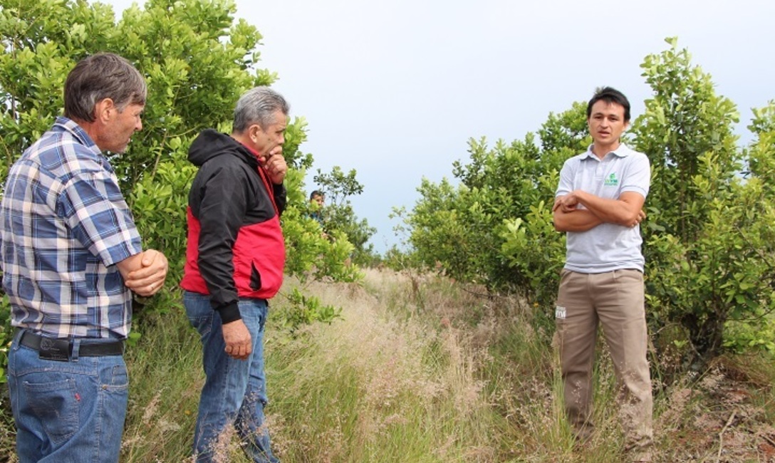Apoyo a los productores. Técnicos del INYM recorren las chacras y proponen alternativa para el manejo de los yerbales