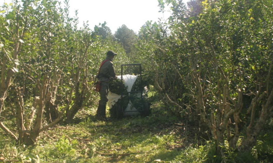 Los carritos de arraste para los tareferos.