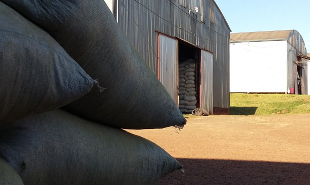 Para secaderos y molinos: Buenas Prácticas de Manufactura
