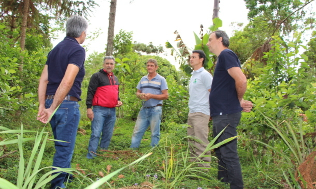 Los directores del INYM recorrieron el yerbal junto a Zubzuk y evaluaron técnicas para optimizarlo.