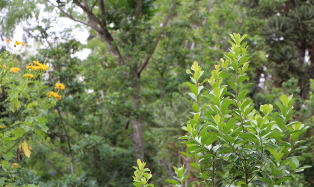Con la diversidad de árboles en el cultivo de yerba mate también se obtiene miel.