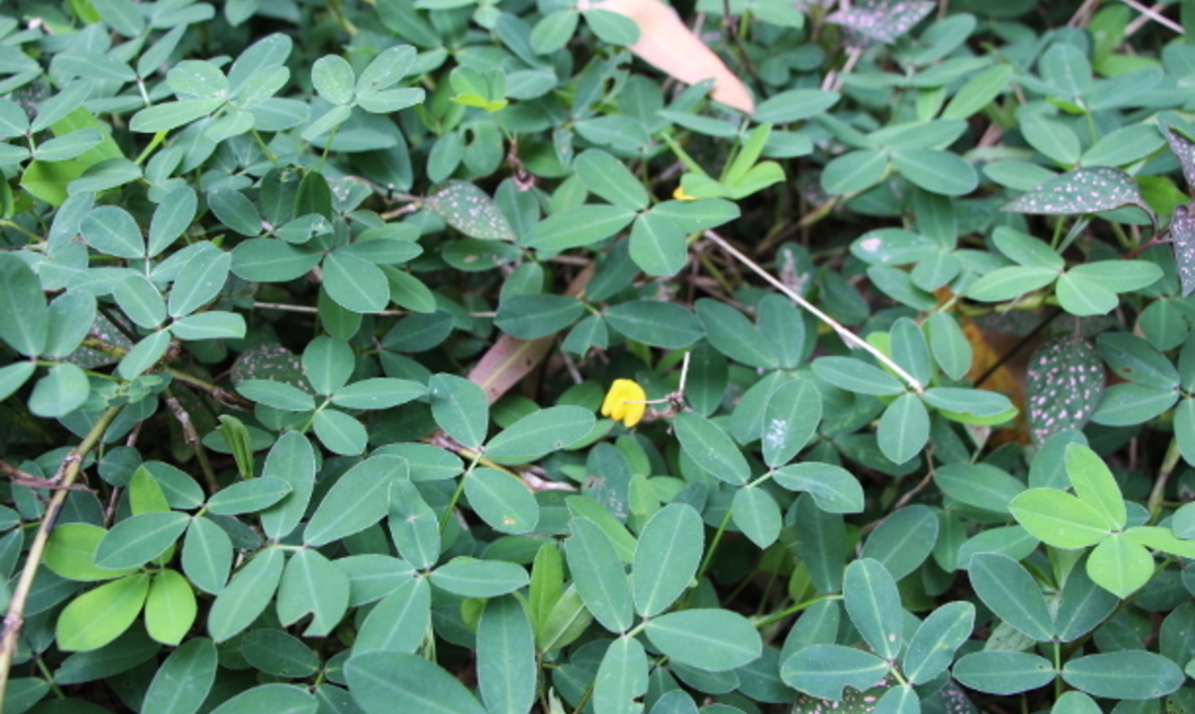Maní forrajero, cubierta para suelos en yerbales.