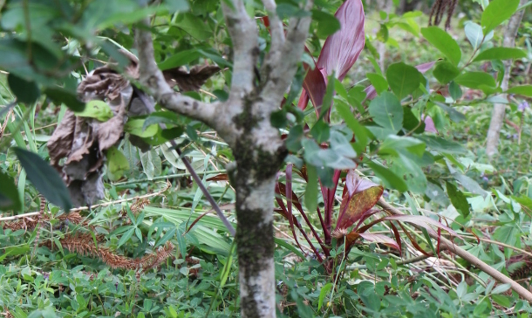 Es una planta perrenne, de crecimiento rápido y rastrero, de 24 a 40 centímetros de alto.
