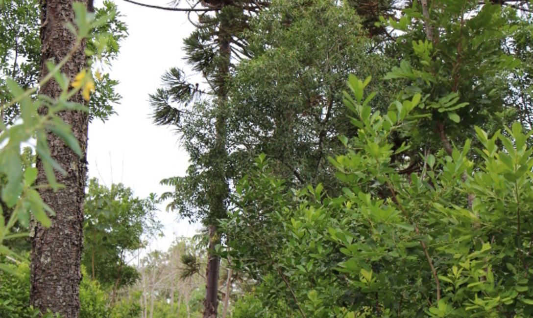 Se propaga por semillas o estolones, adaptándose a diferentes condiciones: mucha agua o sequía prolongada, al sol o a la sombra.