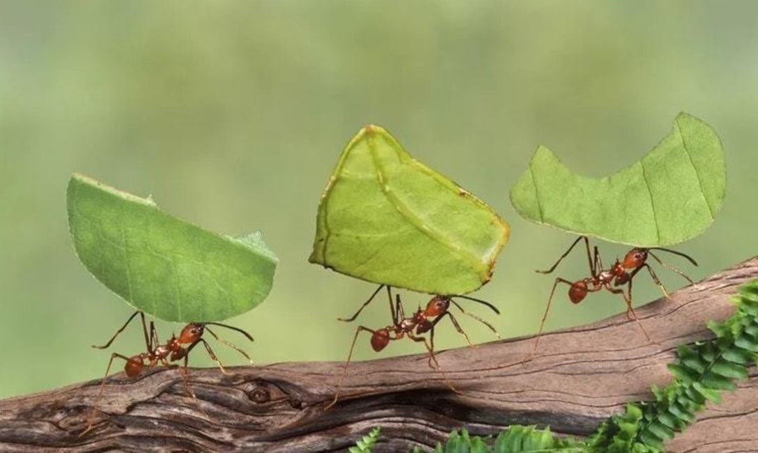 Foto: animaleswiki.info Foto: animaleswiki.info