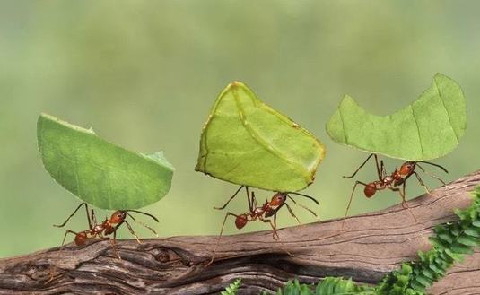 Foto: animaleswiki.info