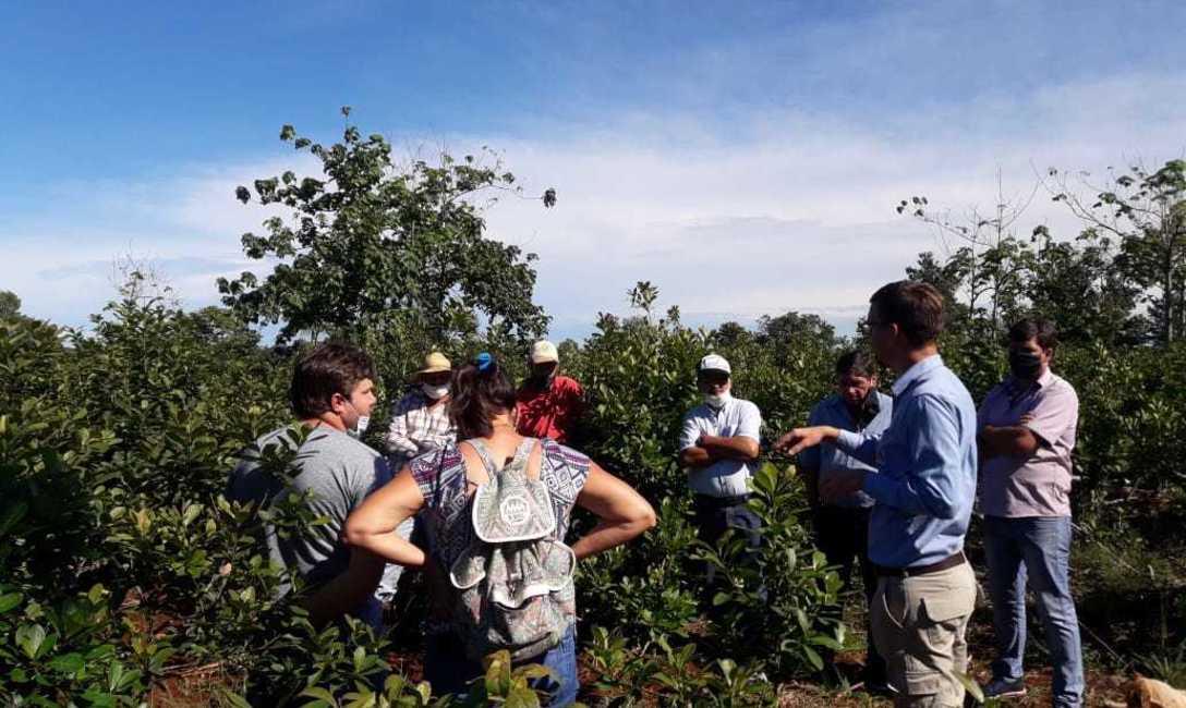 Imagen de Con cubiertas verdes, menos hormigas en el yerbal Imagen de Con cubiertas verdes, menos hormigas en el yerbal