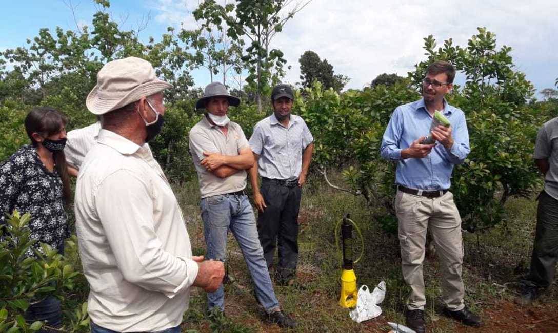 Imagen de Con cubiertas verdes, menos hormigas en el yerbal Imagen de Con cubiertas verdes, menos hormigas en el yerbal