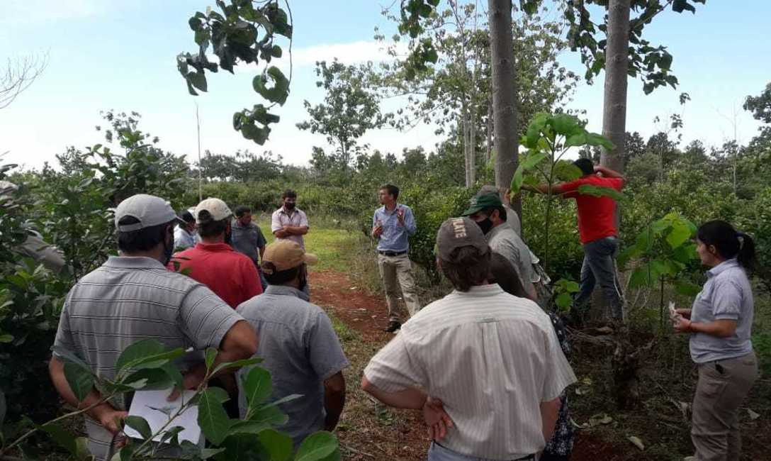 Imagen de Con cubiertas verdes, menos hormigas en el yerbal Imagen de Con cubiertas verdes, menos hormigas en el yerbal