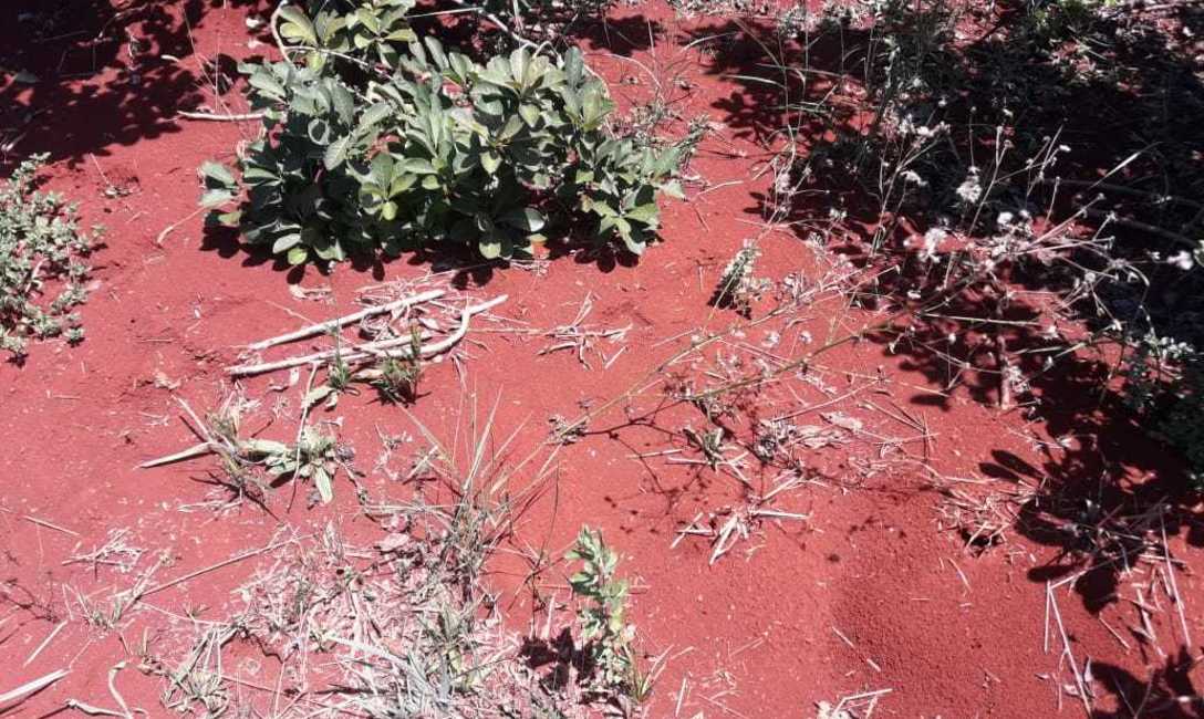 El suelo desnudo propicia ataques de hormigas. El suelo desnudo propicia ataques de hormigas.