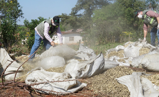Imagen de Desbaratan el millonario negocio de los palitos de yerba mate