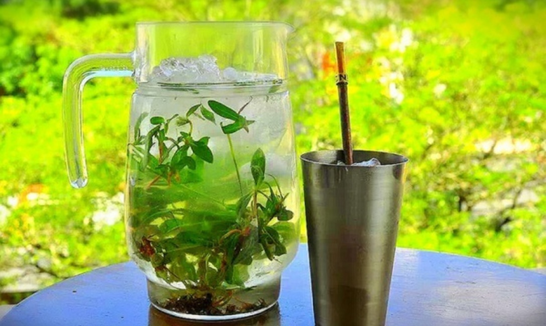 Un buen tereré paraguayo, con muchas hierbas medicinales. Foto: Ñandutí.com.py Un buen tereré paraguayo, con muchas hierbas medicinales. Foto: Ñandutí.com.py