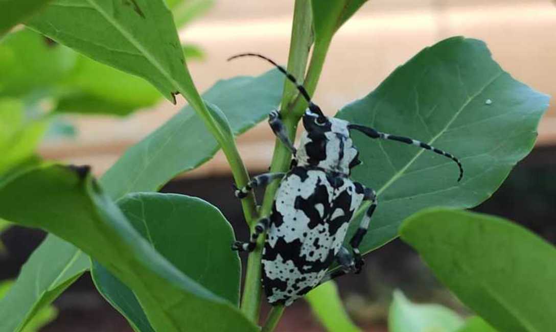 Taladro o tigre de la yerba mate. Taladro o tigre de la yerba mate.