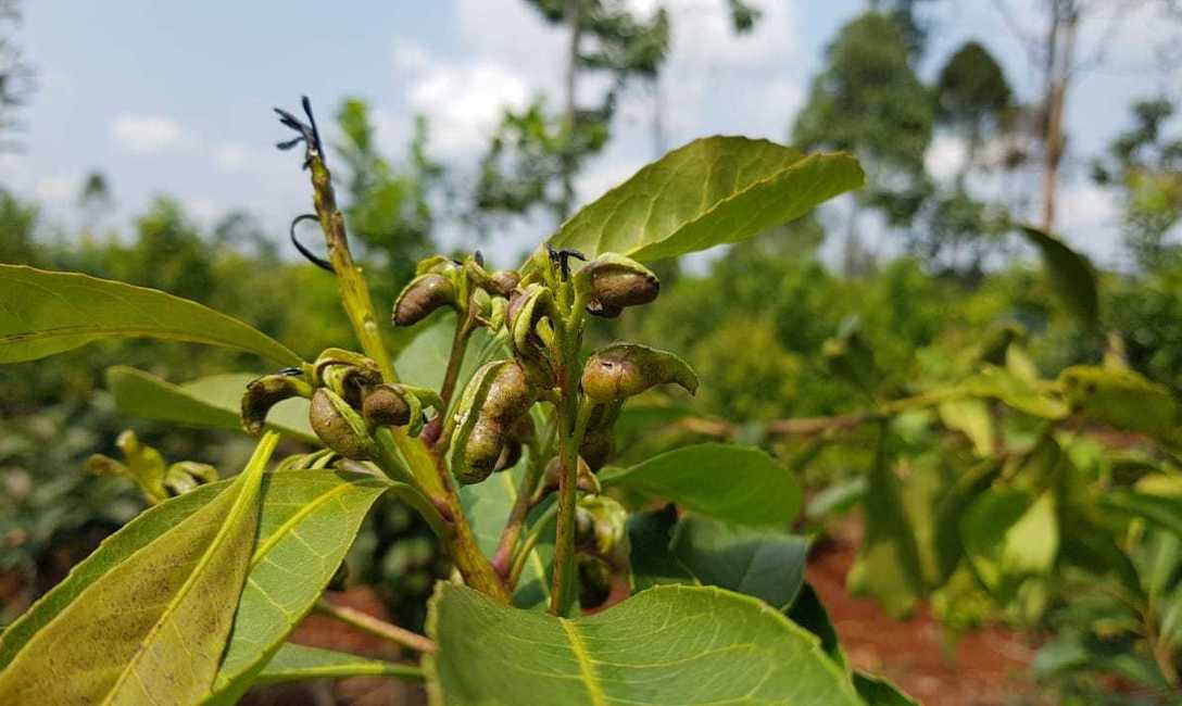 Daño causado por el ácaro bronceado. Gentileza fotos: María Elena Schapovaloff. Daño causado por el ácaro bronceado. Gentileza fotos: María Elena Schapovaloff.