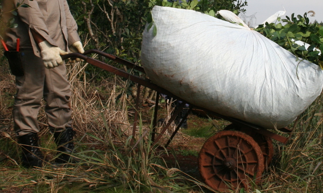 Los carritos facilitan el transporte de los ra&iacute;dos.