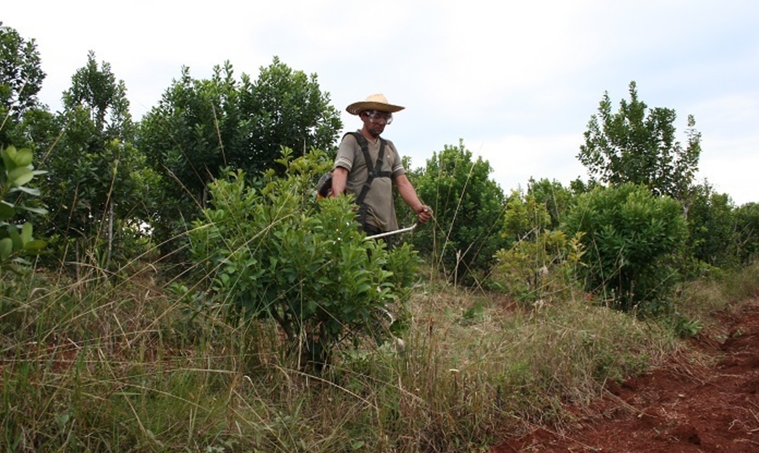 Imagen de El INYM reitera: se debe utilizar &uacute;nicamente productos autorizados por Senasa