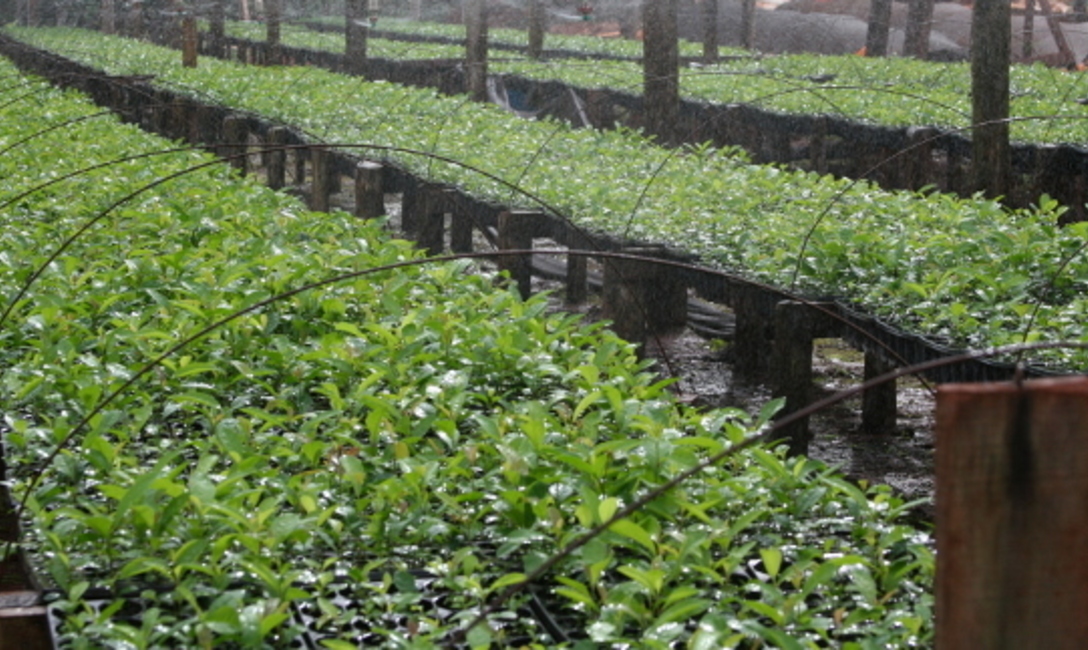 Imagen de Viveristas tienen tiempo hasta el 19 de febrero para presentar declaraci&oacute;n jurada en el INYM