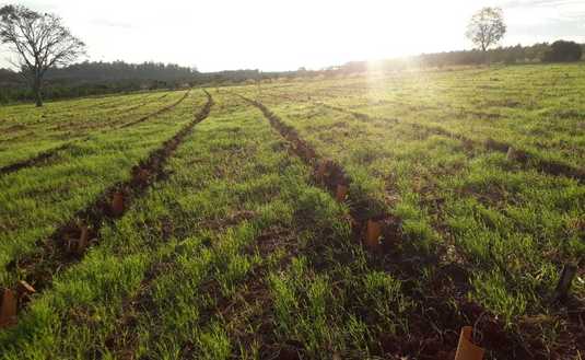 En la localidad de Puerto Rico, los nuevos yerbales crecen con t&eacute;cnicas sustentables. Foto: Gustavo Baungratz, t&eacute;cnico del INYM.