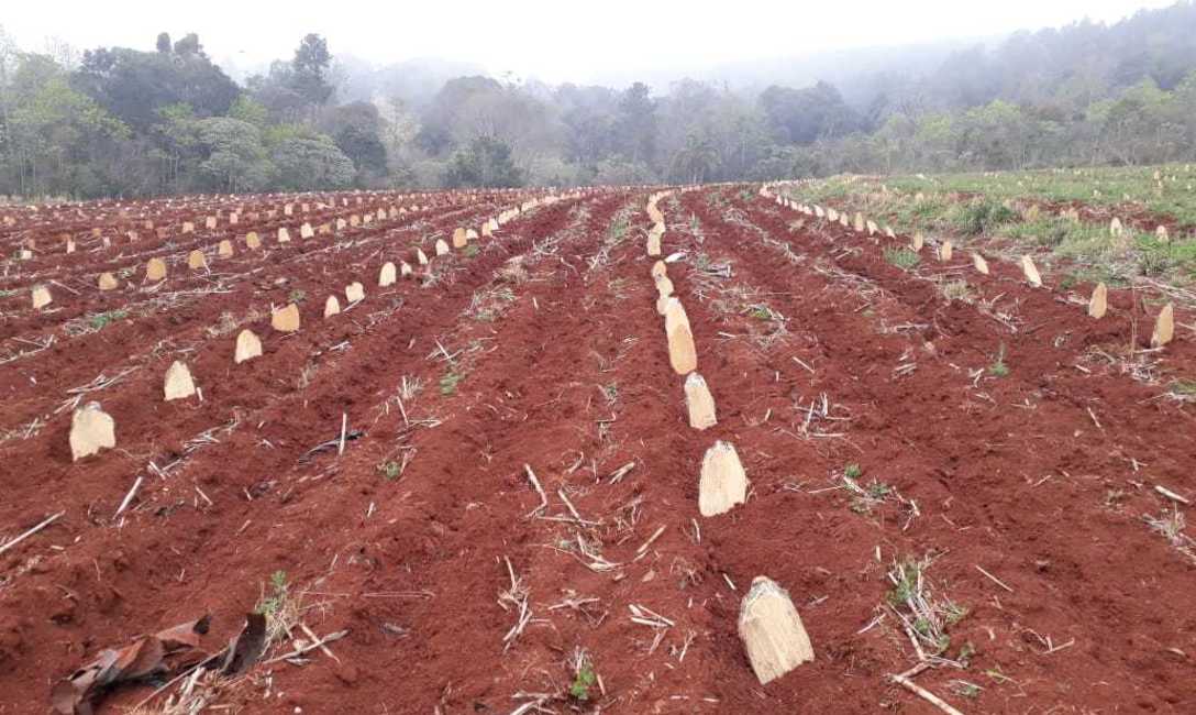 Con curvas de nivel, los trabajos en tiempo de yerbal productivo, como el subsolado, son m&aacute;s eficientes.