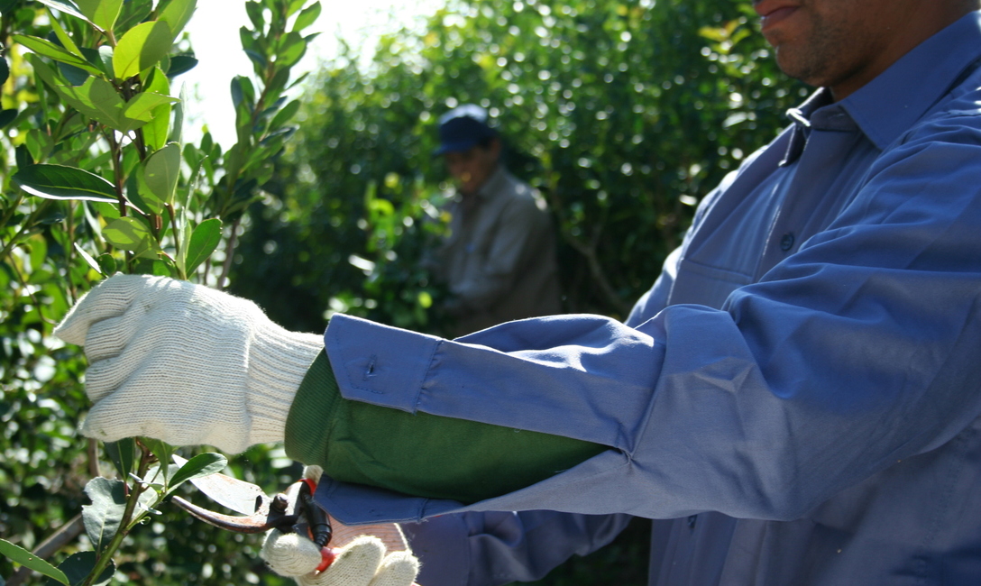Imagen de Desinfecci&oacute;n, el primer paso antes de la cosecha