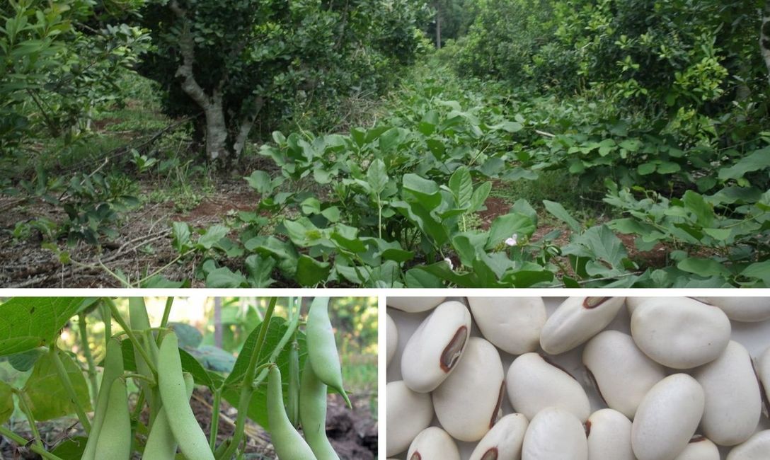 Imagen de Poroto sable, un aliado en la fijaci&oacute;n de nitr&oacute;geno en el yerbal