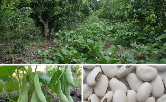Imagen de Poroto sable, un aliado en la fijaci&oacute;n de nitr&oacute;geno en el yerbal