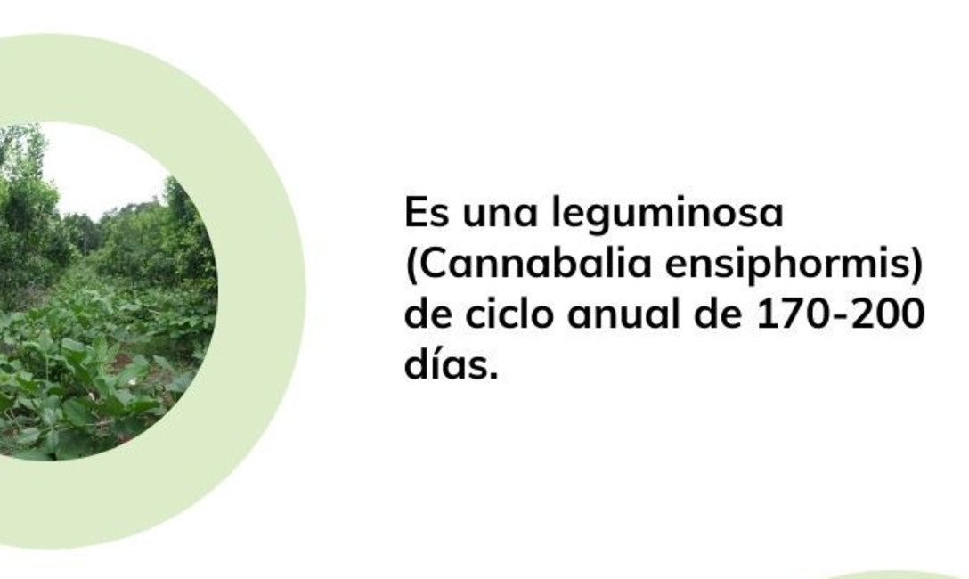 Imagen de Poroto sable, un aliado en la fijaci&oacute;n de nitr&oacute;geno en el yerbal