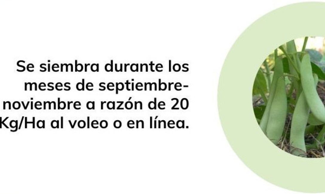 Imagen de Poroto sable, un aliado en la fijaci&oacute;n de nitr&oacute;geno en el yerbal