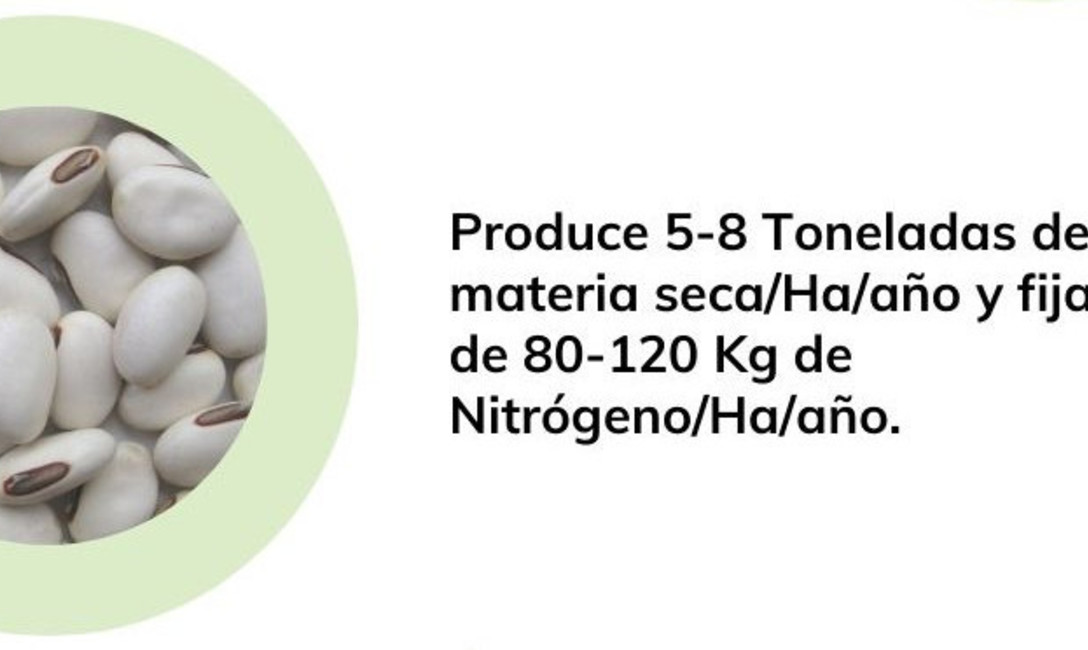 Imagen de Poroto sable, un aliado en la fijaci&oacute;n de nitr&oacute;geno en el yerbal