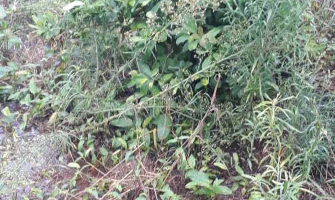 Brota agua en el suelo, proveniente del monte nativo ubicado a escasos metros m&aacute;s arriba del yerbal. El agua viaja por debajo de la superficie hasta encontrar su salida en plantas de yerba y caminos.