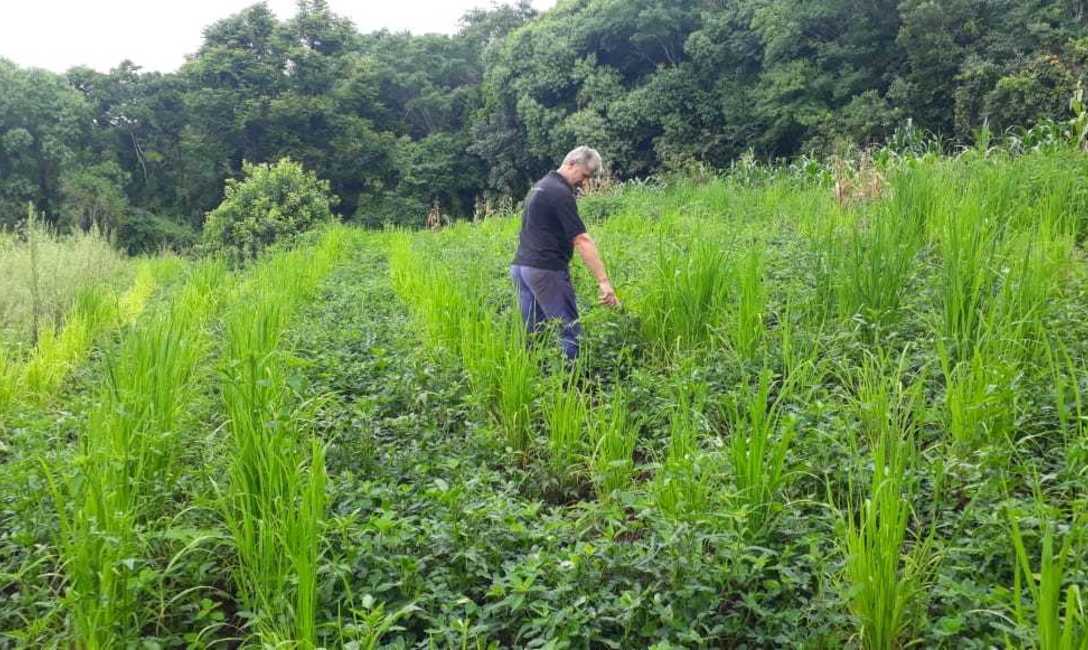 Arroz y man&iacute; en un lote donde se cultivar&aacute; yerba mate.