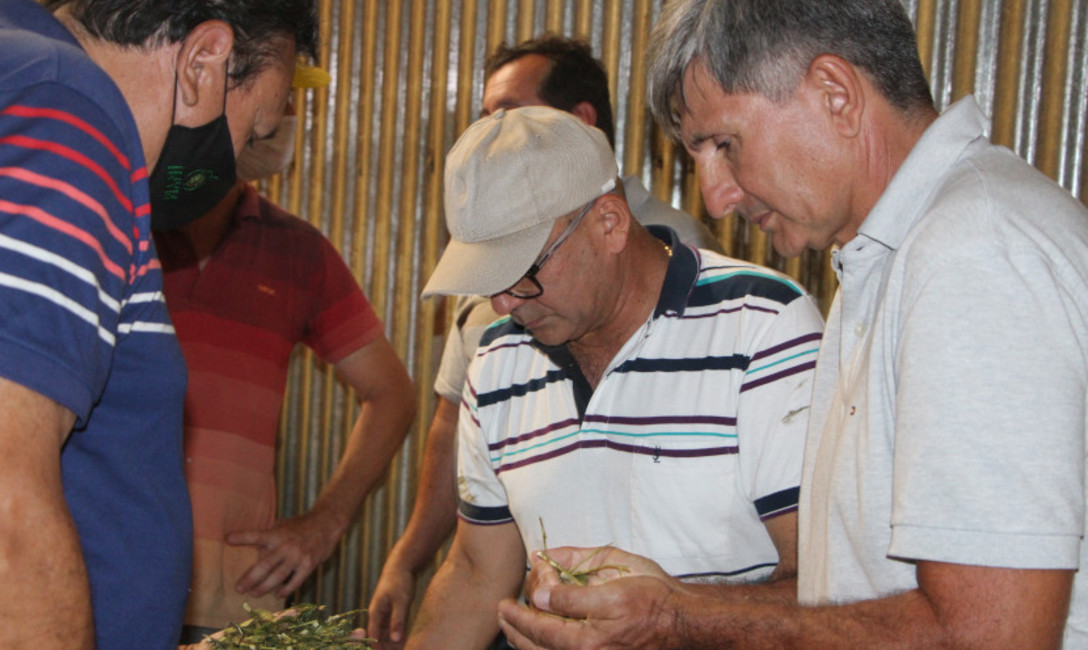 Ricardo Maciel, Ennio Paiva y Juan José Szychowski observando la yerba canchada en el secadero de Yerbatera San Pedro. Ricardo Maciel, Ennio Paiva y Juan José Szychowski observando la yerba canchada en el secadero de Yerbatera San Pedro.