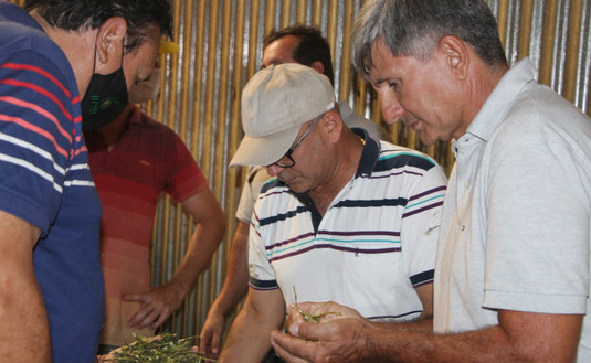 Ricardo Maciel, Ennio Paiva y Juan José Szychowski observando la yerba canchada en el secadero de Yerbatera San Pedro.