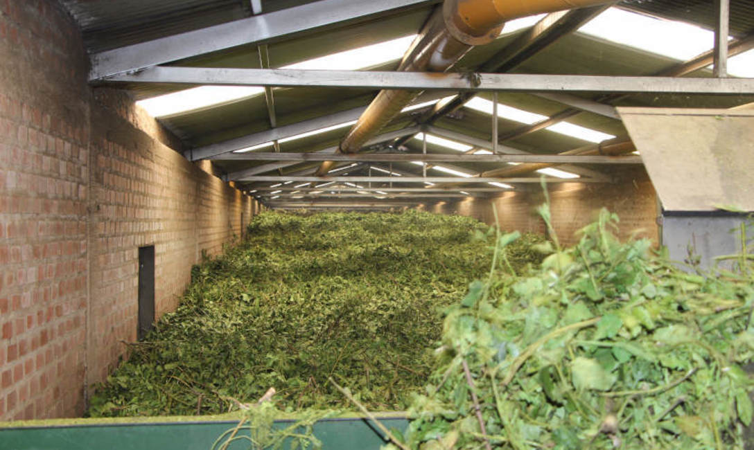 La cooperativa recibe la hoja verde de 37 socios. La cooperativa recibe la hoja verde de 37 socios.