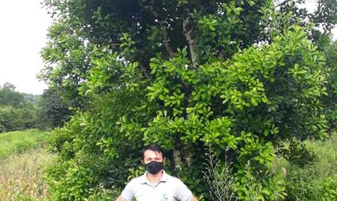 Antes de la cosecha: el &aacute;rbol en plena brotaci&oacute;n.