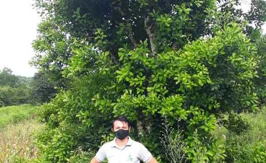 Antes de la cosecha: el &aacute;rbol en plena brotaci&oacute;n.