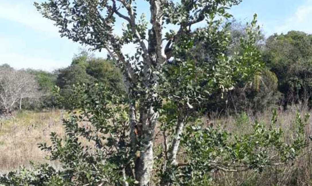 La planta despu&eacute;s de una cosecha de formaci&oacute;n.