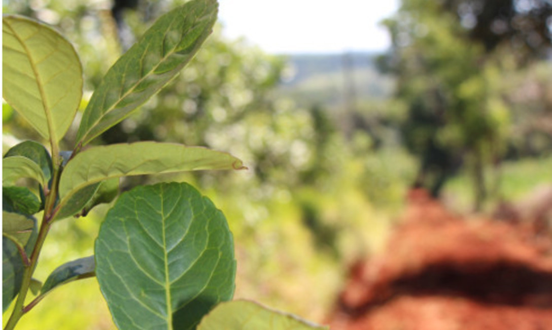 Tierra colorada: La yerba mate prospera en  suelos con mucho hierro.