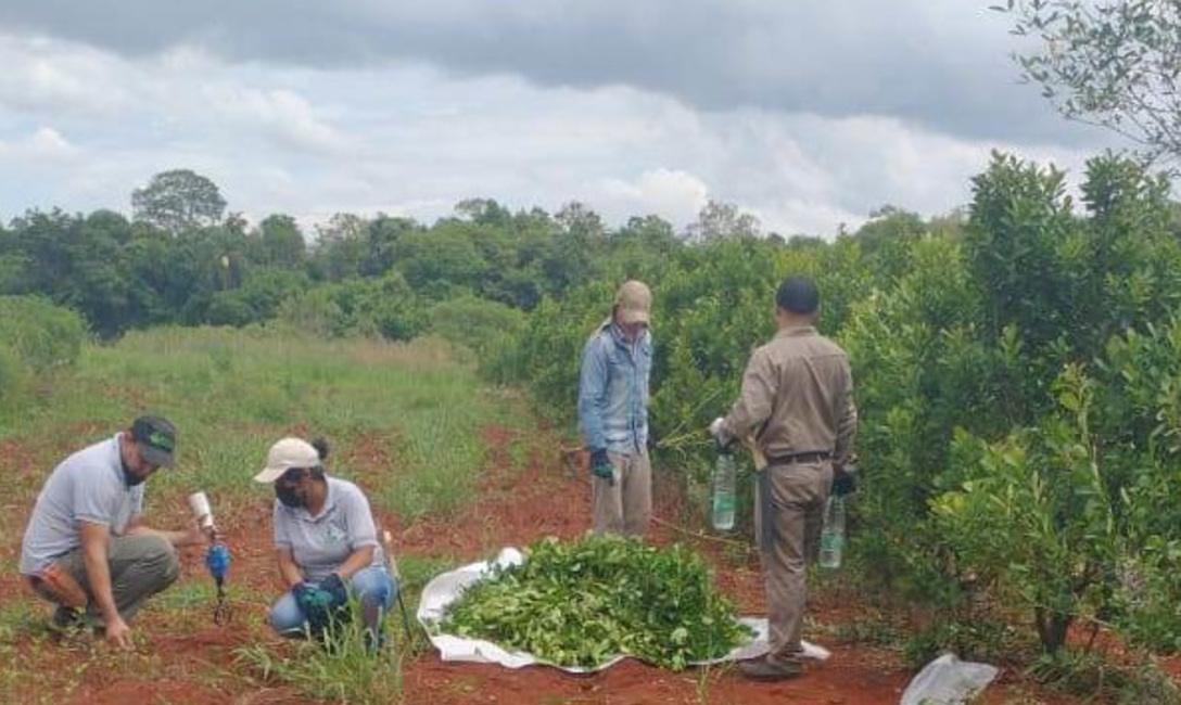 Imagen de Un buen corte para una buena cosecha