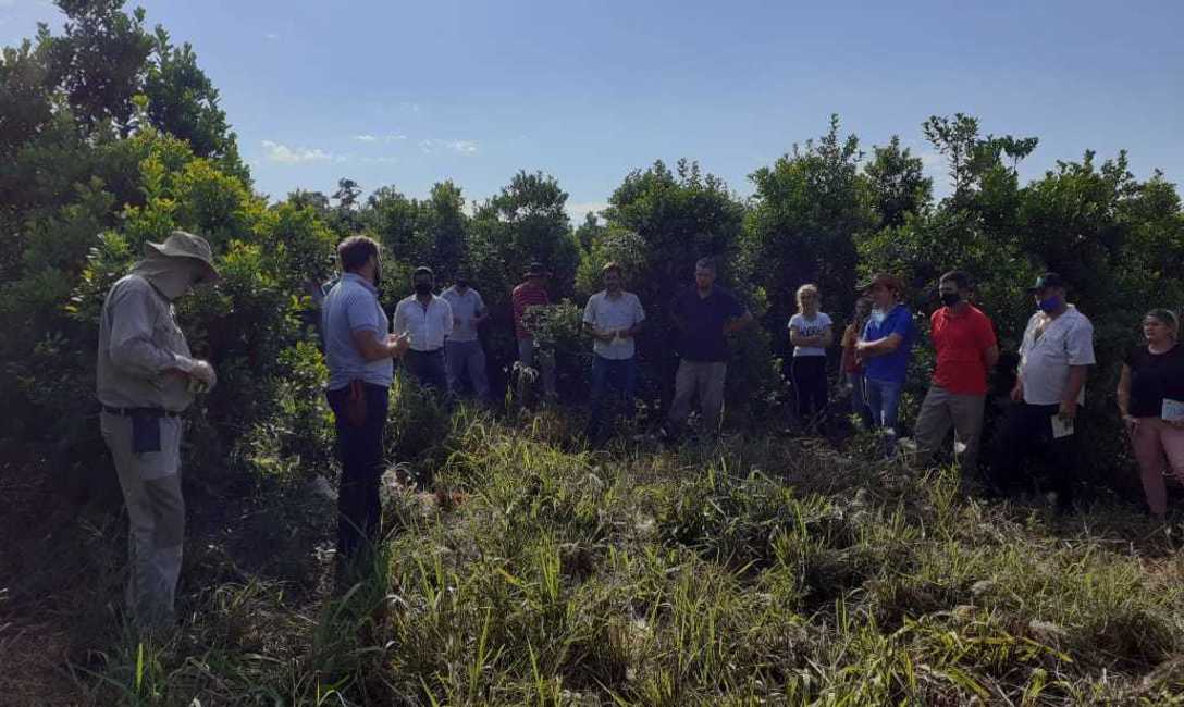Imagen de Jornada sobre cosecha de yerba mate en Andresito